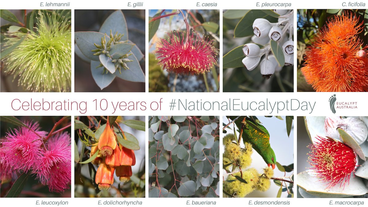Happy #NationalEucalyptDay #NED10 #LoveAGum