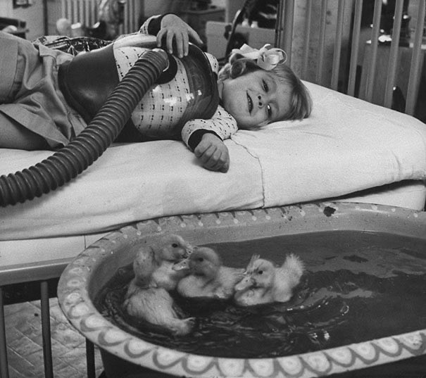 - Animales como parte de una terapia médica, 1956