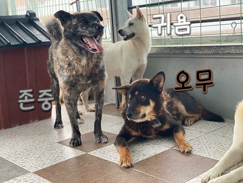 thousandandpets's tweet photo. ✔️Jonjoonh
Mixed/ Boy/ 6 yrs (Estimated)/ 25kg
Vaccination completed / Heartworm negative / neutralized / Jonjoong is a gentle man who comes quietly to get touched because he likes hands

Serial number 21-0177
#gwangjuanimalshelter #animalshelter #adoptdontbuy #adoptdontshop❤️ https://t.co/pBIMw0gJn6