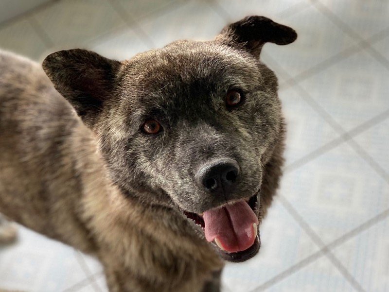 thousandandpets's tweet photo. ✔️Jonjoonh
Mixed/ Boy/ 6 yrs (Estimated)/ 25kg
Vaccination completed / Heartworm negative / neutralized / Jonjoong is a gentle man who comes quietly to get touched because he likes hands

Serial number 21-0177
#gwangjuanimalshelter #animalshelter #adoptdontbuy #adoptdontshop❤️ https://t.co/pBIMw0gJn6
