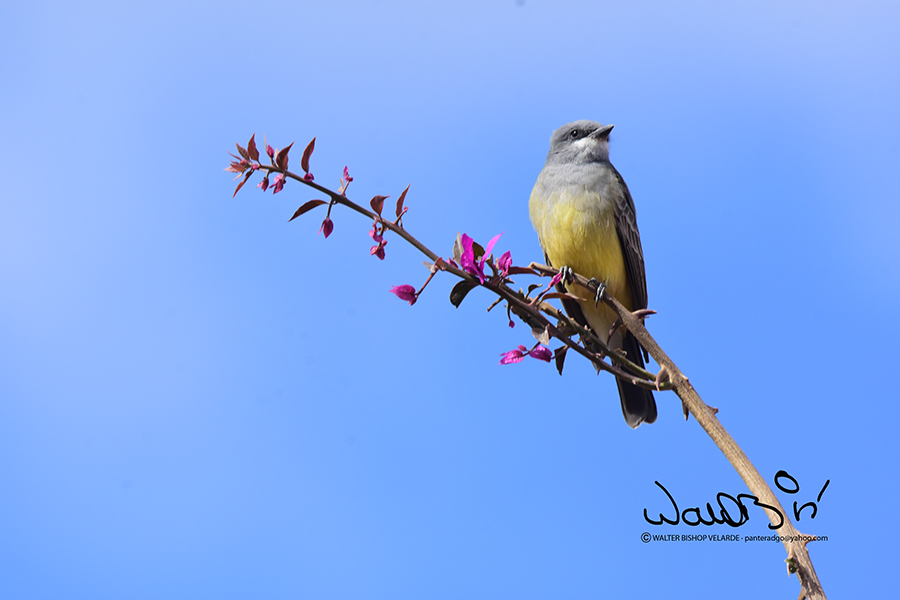 La Primavera, mas vale decir, mejor no decimos nada. esta bonito el pajarito