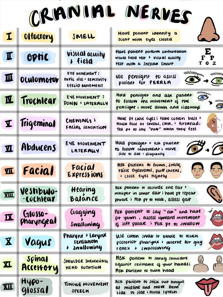 Dareen_Ali20's tweet photo. Cranial Nerves all in one https://t.co/b2vtpiowGW