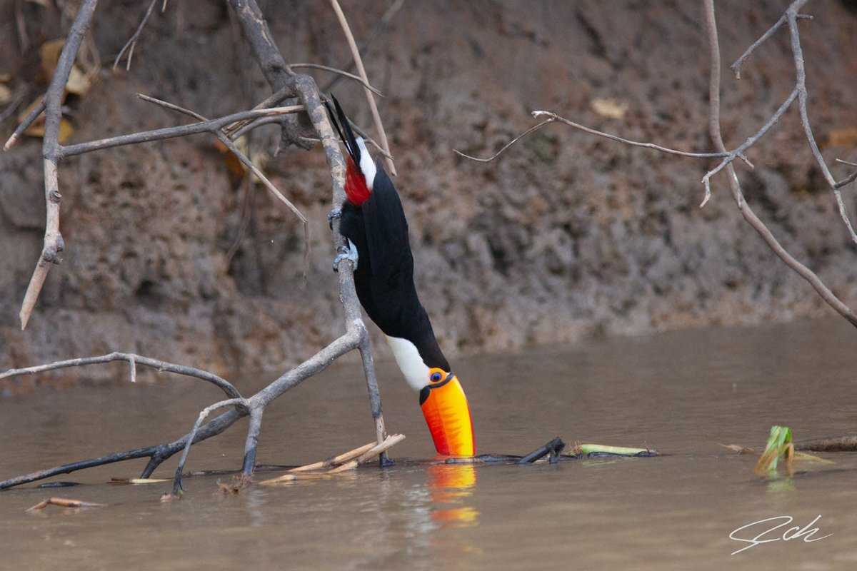 Happy world water day!!!
#jaguar #wildlife #tucan #caiman #otter #water #river #wildlifephotography #nature #animal #jungle #rainforest