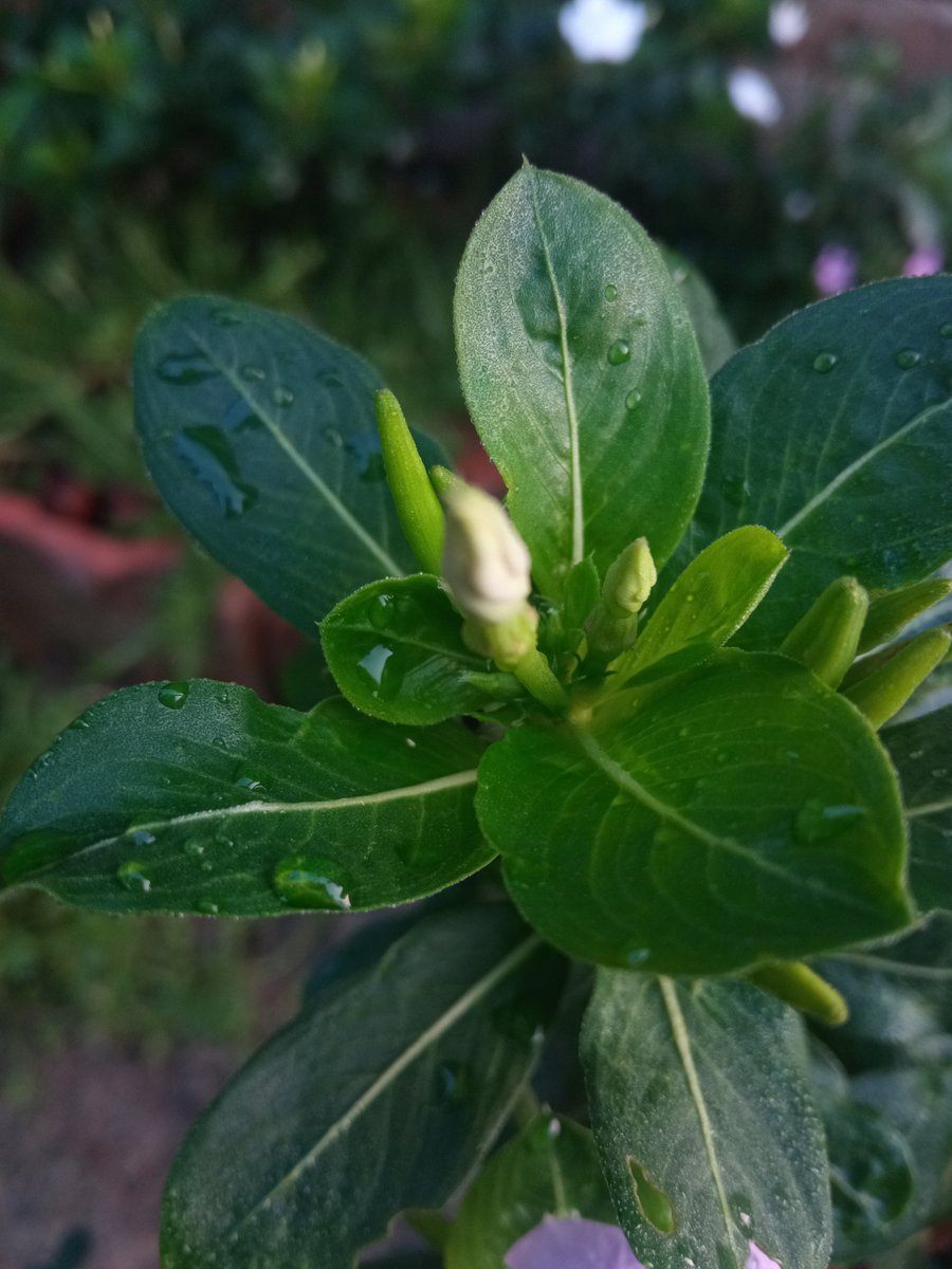 Msoumen_'s tweet image. “An early-morning walk is a blessing for the whole day.”  
Capture - #PocoM2

#morning #Morningmotivation #NaturePhotograhpy #mobilephotography