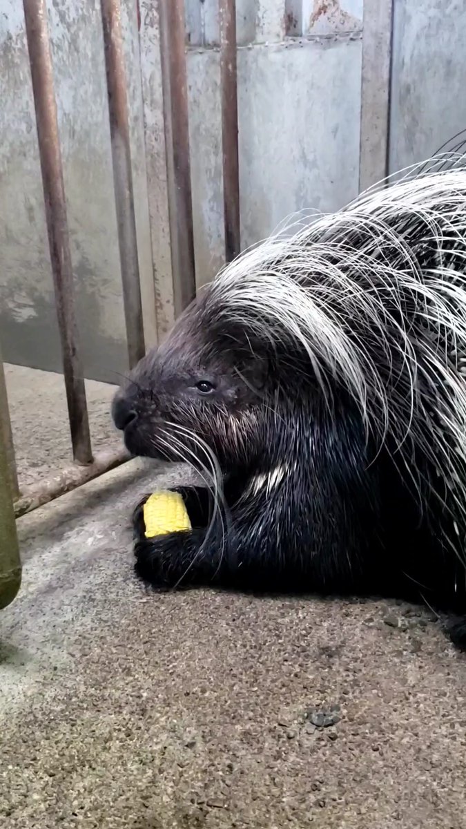 宇都宮動物園【公式】 tweet media