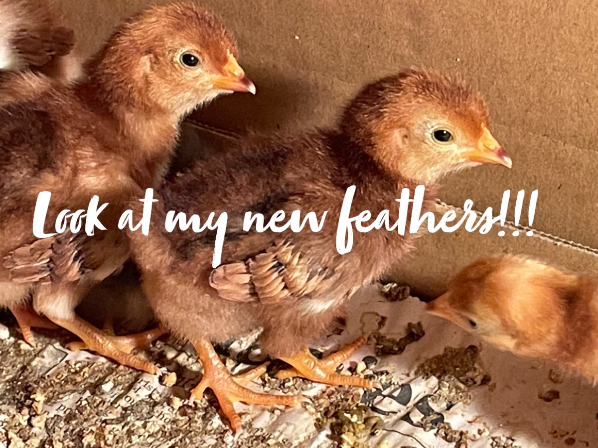 SDFARMNET's tweet image. The chicks are very confused as their friends are getting feathers and trying to decide if they should eat them or want their own set tonight.   (As I was taking pictures I realized the box needed to be cleaned along with some mini bird cleaning.…next post)