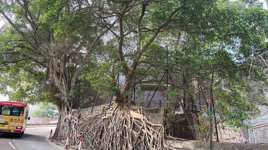 KevinLThornton's tweet photo. Gorgeous views today. A bit cloudy, but the temperature was perfect!! Went up Hospital Road to Bonham Road. Then made my way up Pok Fu Lam Road to Pik Shan Path, and finished off back in SYP by coming down Kotewall!!! 

#run #running #exercise #workout #… https://t.co/bVka5rDcCA https://t.co/FD58v10nGS