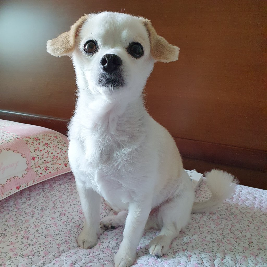 changsik1224's tweet photo. 멍멍이 https://t.co/4Mv4RSQP1o