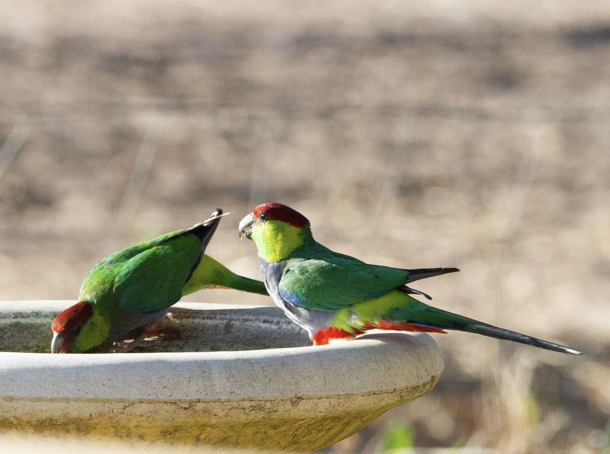 Red-capped Parrots at the bird bath this week ❤️❤️ #birdtwitter @ParrotOfTheDay #wildoz