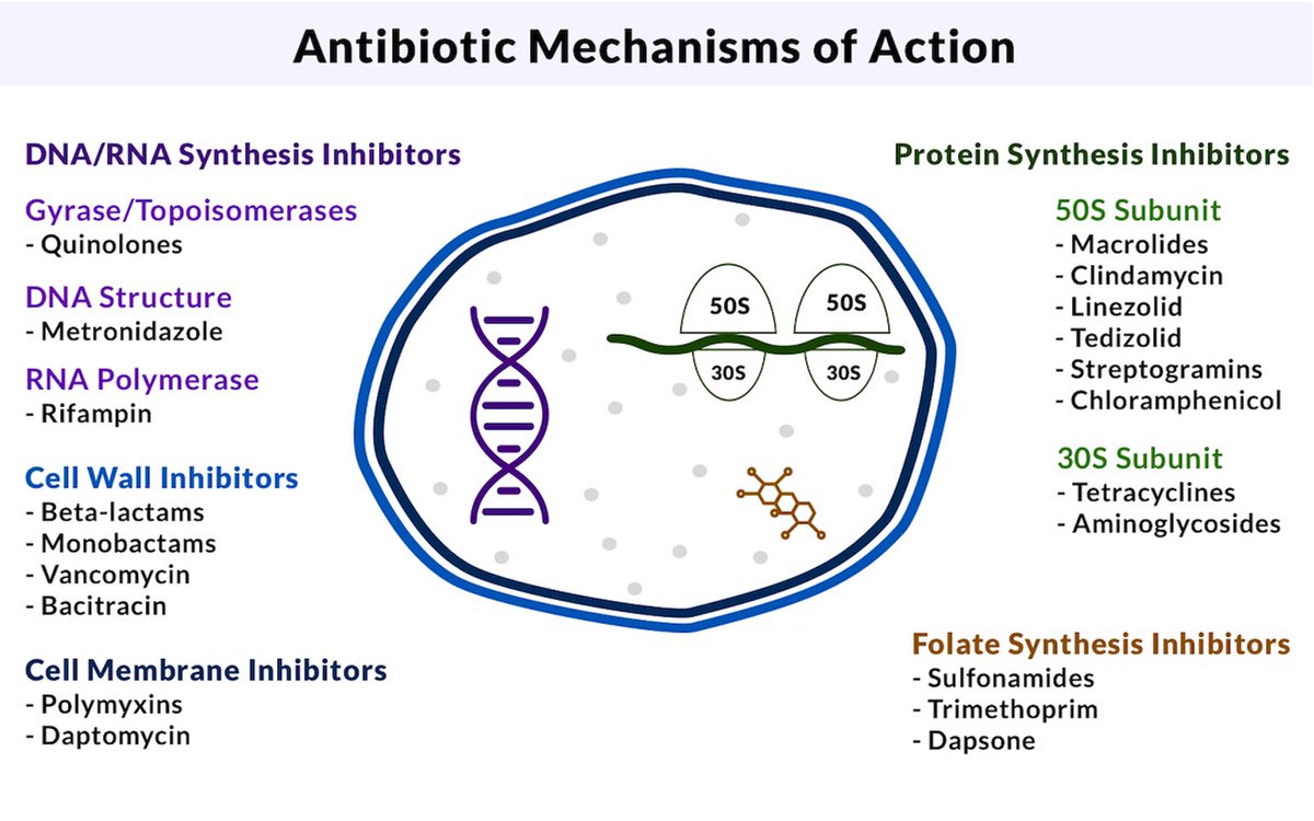 PyrlsApp's tweet photo. Antibiotic Mechanisms of Action 💊⚡️🦠

#TwitterRx #MedTwitter https://t.co/XIBldiPJSx