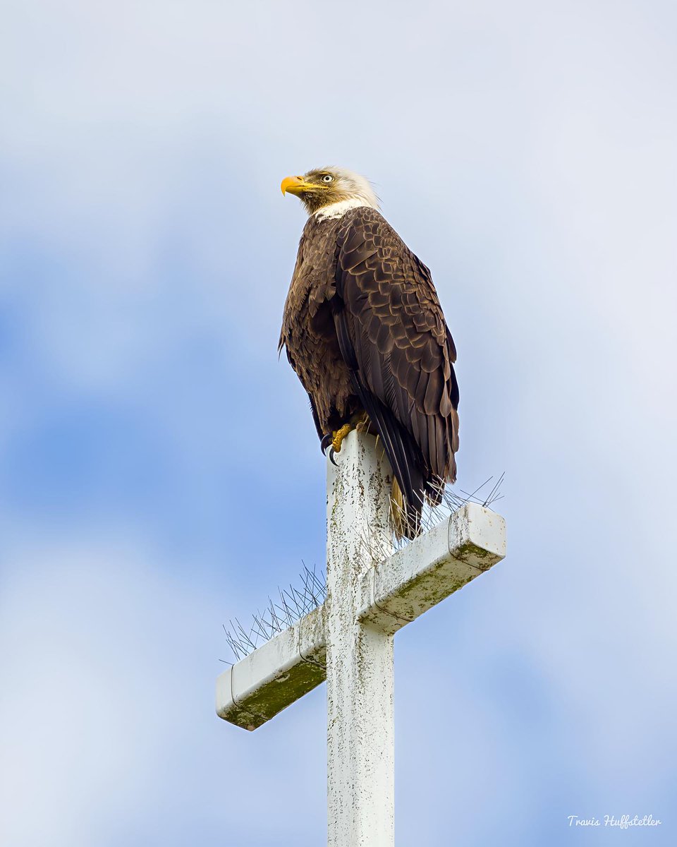 EdPiotrowski's tweet photo. Incredible shot of a bald eagle perched on the steeple of Belin Memorial UMC in Murrells Inlet!  Very cool photo Travis Huffstetler.🦅🇺🇸 https://t.co/yOdmnJU3K8