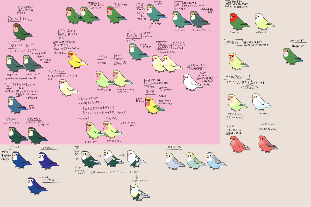 【最近フォローしてくださった方へ】

インコ大好きLizのインコグッズと日常つぶやき多めのアカウントです。

インコ研究と称して、洋書や海外サイトの翻訳をしたり、遺伝や外的特徴の分析をしたり、気ままにやっております。

結果、鳥さんと飼い主さんがしあわせになる… https://t.co/YTiklkhGgp 