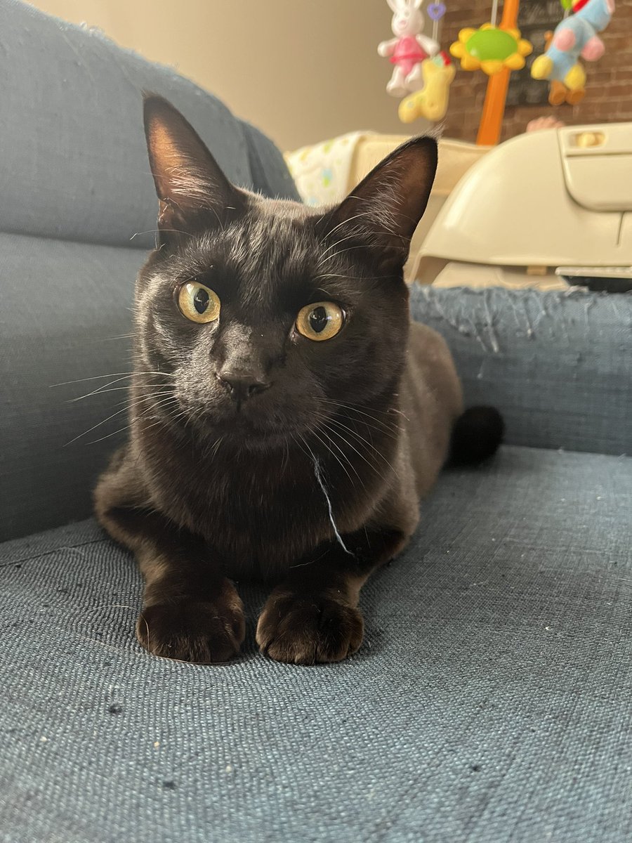 ontogaku's tweet photo. 今日も元気😼
#猫のいる暮らし
#黒猫 https://t.co/VWML77K2d9