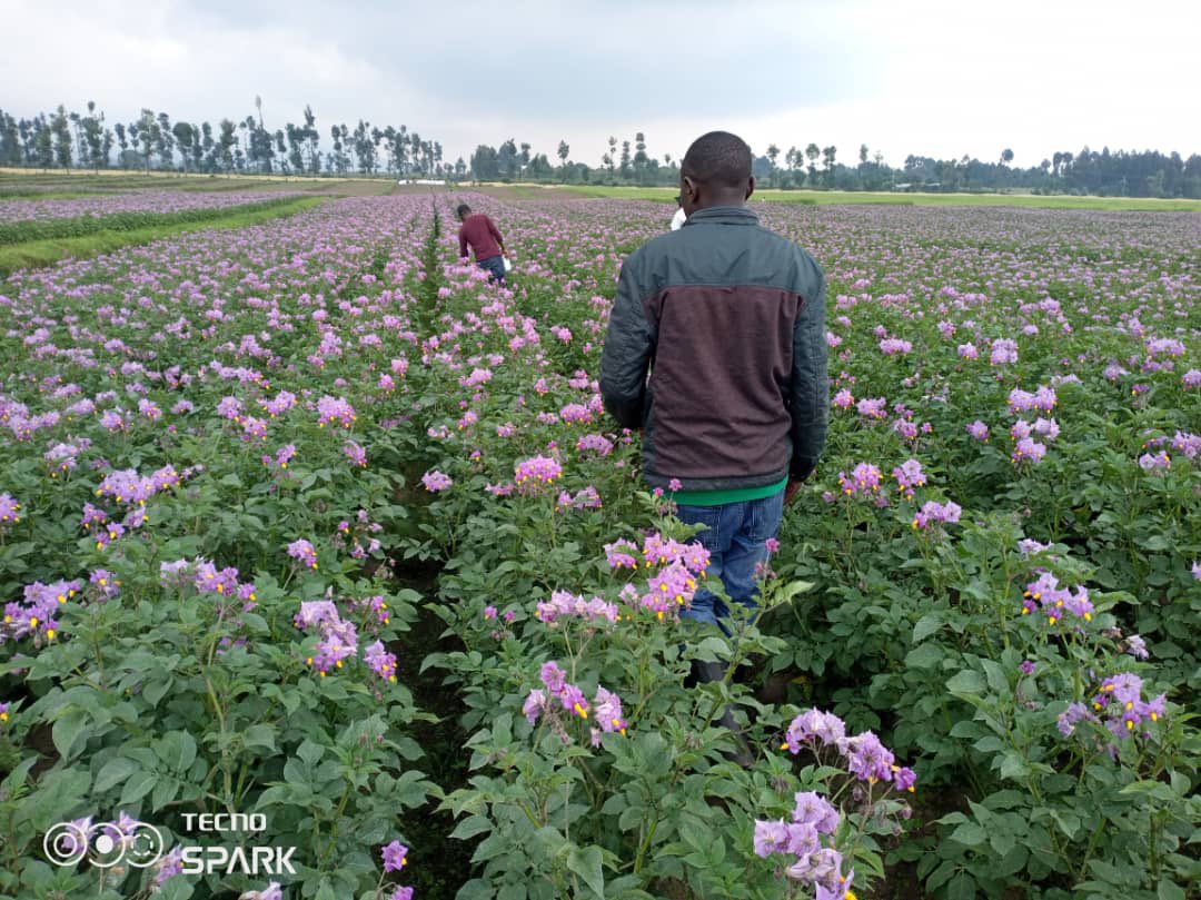 HoReCo_Rw's tweet photo. 1/2: #HoReCo in the Journey of addressing the issue of Potato seeds in Rwanda.Currently, 32Ha are under valorisation in Kinigi sector @MusanzeDistrict. We thank much more @RwandaAgri and @RwandaAgriBoard for your tremendous support to achieve on this.
In our farms, https://t.co/sTHPXQGt2P