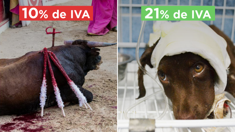 ruben_prz's tweet photo. MALTRATO ANIMAL CON IVA REDUCIDO 🤮

Sí, torturar animales hasta la muerte tiene un IVA (Impuesto sobre el Valor Añadido) inferior que salvarlos en una clínica veterinaria.

FIRMA ��🏼 https://t.co/w2gGXiCUHq https://t.co/OH21u7xgFP