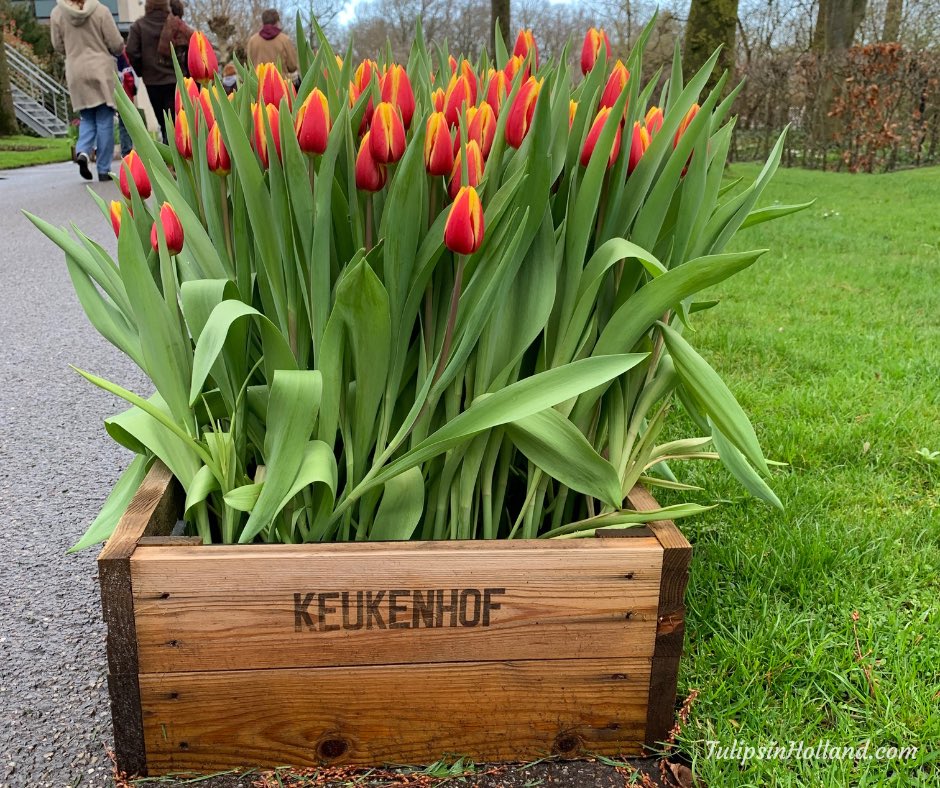 First impression of Keukenhof. Photos are made today just after opening. Lots of crocus, daffodils and some tulips in bloom outside. It is the beginning of spring. 😊🌷

#travel to the #tulipsinholland spring 2023 tulipsinholland.com