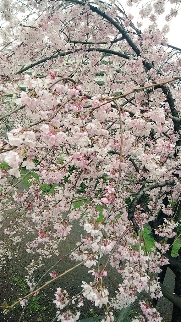 しだれ桜 一面