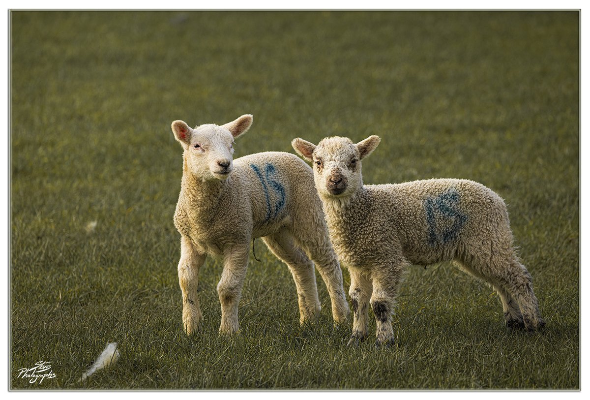 Morning everyone, happy Thursday 🐑😊
Spring Lambs #SignsOfSpring
#NatureBeauty #NatureLovers #SpringTime #Lambs #Photography #PhotoOfTheDay #Wildlife #TwitterNatureCommunity #TwitterNaturePhotography