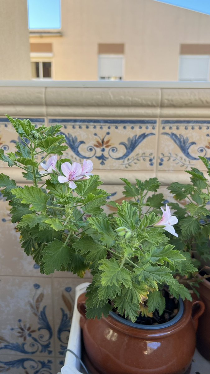 Pamesjerera's tweet photo. Spring is beautiful https://t.co/56gez6PFXN