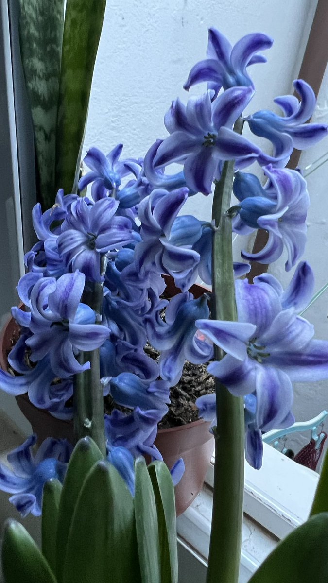 Pamesjerera's tweet photo. Spring is beautiful https://t.co/56gez6PFXN