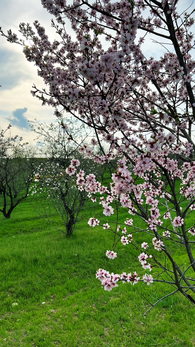 En sevdiyim zaman dilimi 🎋#Spring #SpringEquinox