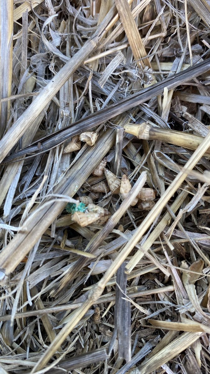 bennettfarming1's tweet photo. Good to see the little fellas having a feed 🐌🐌 https://t.co/oXUtGksgSJ