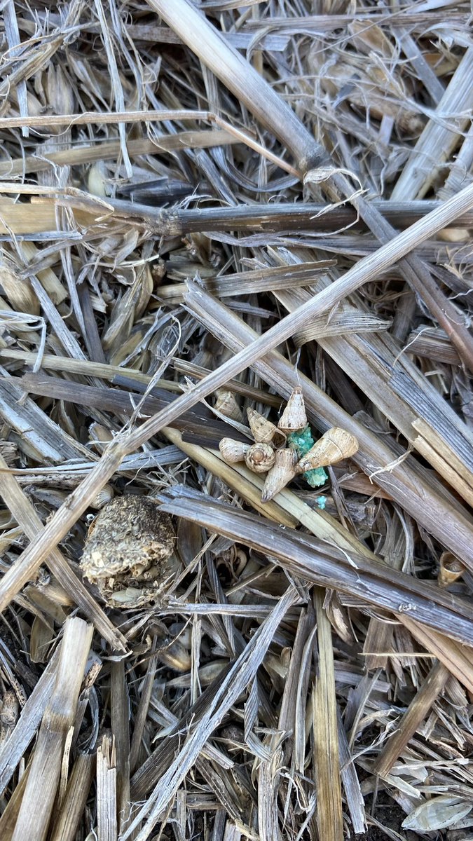 bennettfarming1's tweet photo. Good to see the little fellas having a feed 🐌🐌 https://t.co/oXUtGksgSJ