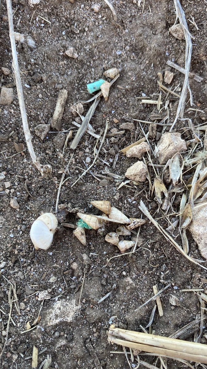 bennettfarming1's tweet photo. Good to see the little fellas having a feed 🐌🐌 https://t.co/oXUtGksgSJ