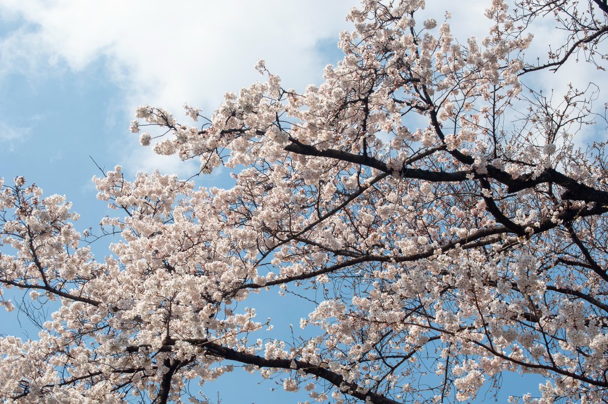 kaetsu_univ's tweet photo. 春のキャンパスの様子をお届け！
嘉悦大学は、自然が豊かでたくさんの四季が感じられます✨
#嘉悦大学 https://t.co/sKgBBI7OLe