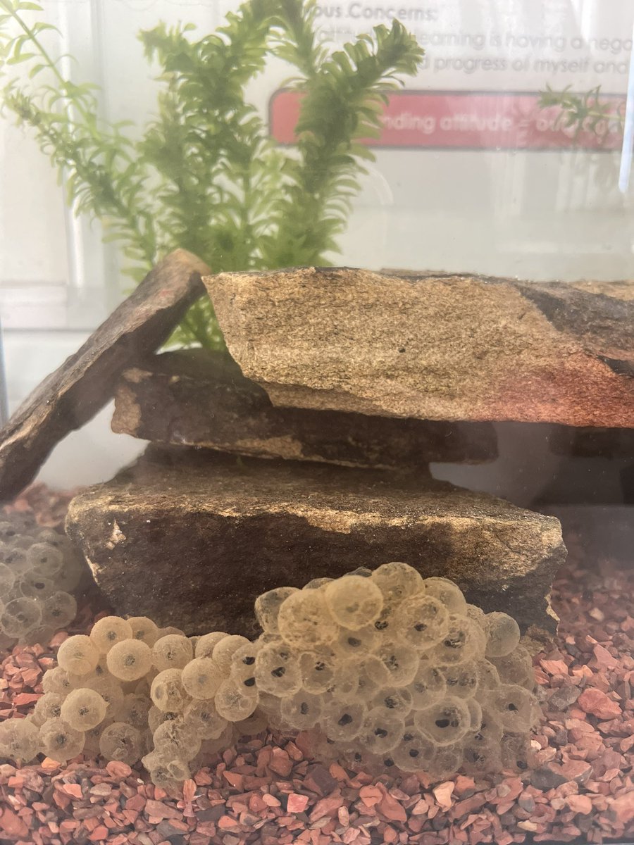 BVGAHumanities's tweet photo. Say hello to the newest members of the humanities team! 👋🏼🐸Mr Peel has brought in frogspawn to watch them grow into tadpoles and froglets! Keep tuned in for #tadpoletweets from D20! https://t.co/gJAuqmxec6