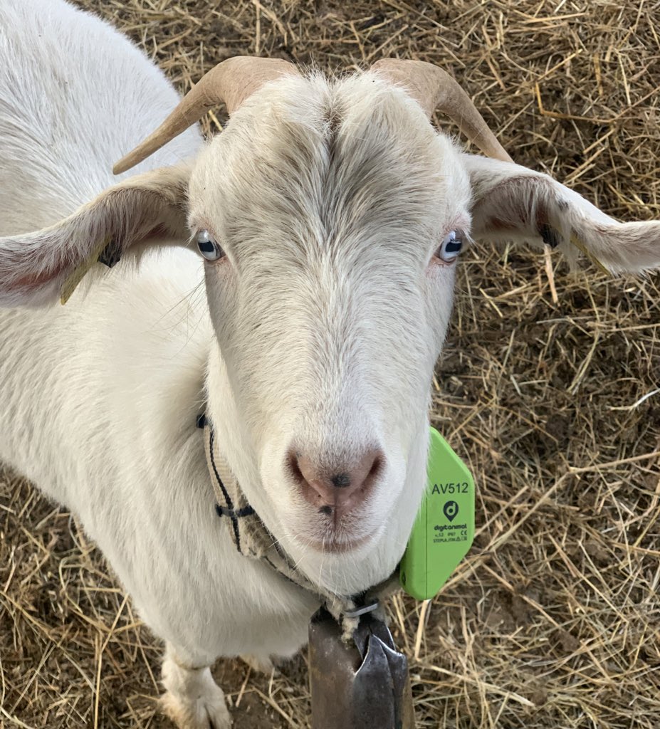 Imma Puigcorbé tweet media