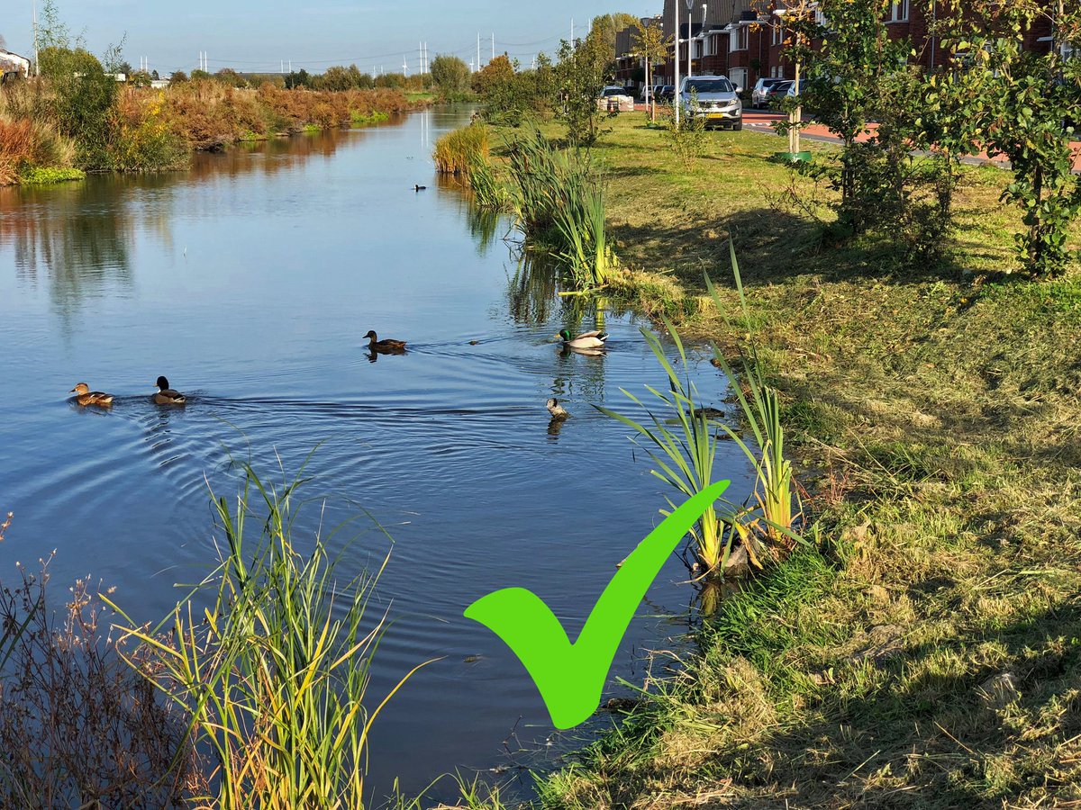 NandaSluijsmans's tweet photo. Graag norm: In bebouwde kom #sloten aan openbaar gebied + oevers flauw. Waarom? Omdat damwanden NIET duurzaam zijn.
Flauwe #oevers hard nodig:
- Om veel water🌧 te kunnen bergen (houdt wijken droog)
- Geeft #biodiversiteit🕷🐦 enorme impuls
- Zuivert water
#Inspiratiebeeld 221 https://t.co/G5vPGJsTq4