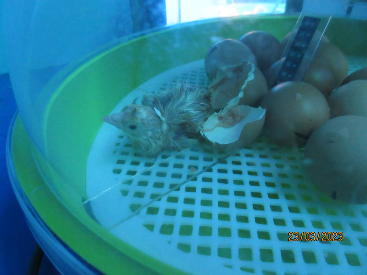 Lucy the chick arrived today in Robins class! :)