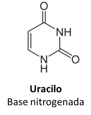 ManoloSanchezA's tweet photo. Estoy leyendo algunas cosas erróneas sobre el uracilo encontrado en el asteroide Ryugu. 

A ver, un poquito de química de los ácidos nucleicos.

El uracilo es una base nitrogenada.

NO ES UN NUCLEÓTIDO https://t.co/bgJSRCjwII
