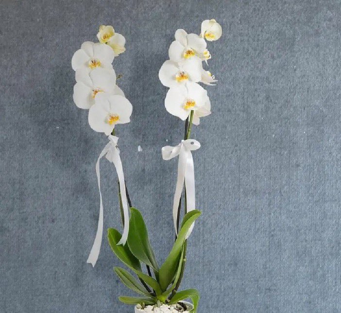 Orkide yeryüzünde açan ilk çiçektir. Diğer tüm çiçekler orkidenin soyundan gelmektedir