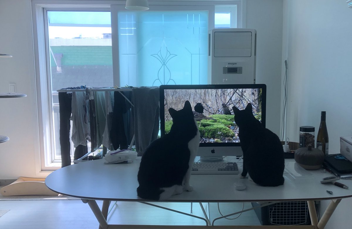 도도다다냥 (@dodo_dadada) on Twitter photo 