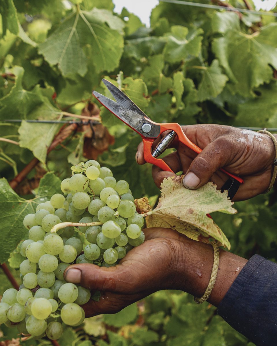 FoodBlog Cape Town tweet media