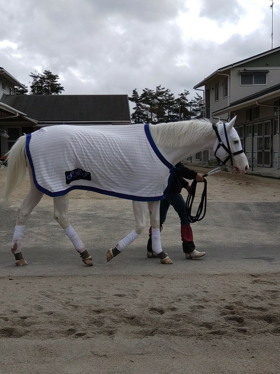 今浪さん大好きなソダシ🐴
まさかとは思うが今浪さんラストレースでソダシもってことは⋯🤔💭ナイヨネ