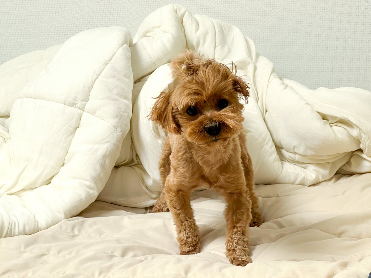 cloudnine_fruit's tweet photo. 국제 강아지의 날🐶 https://t.co/6s8I6sxtQL