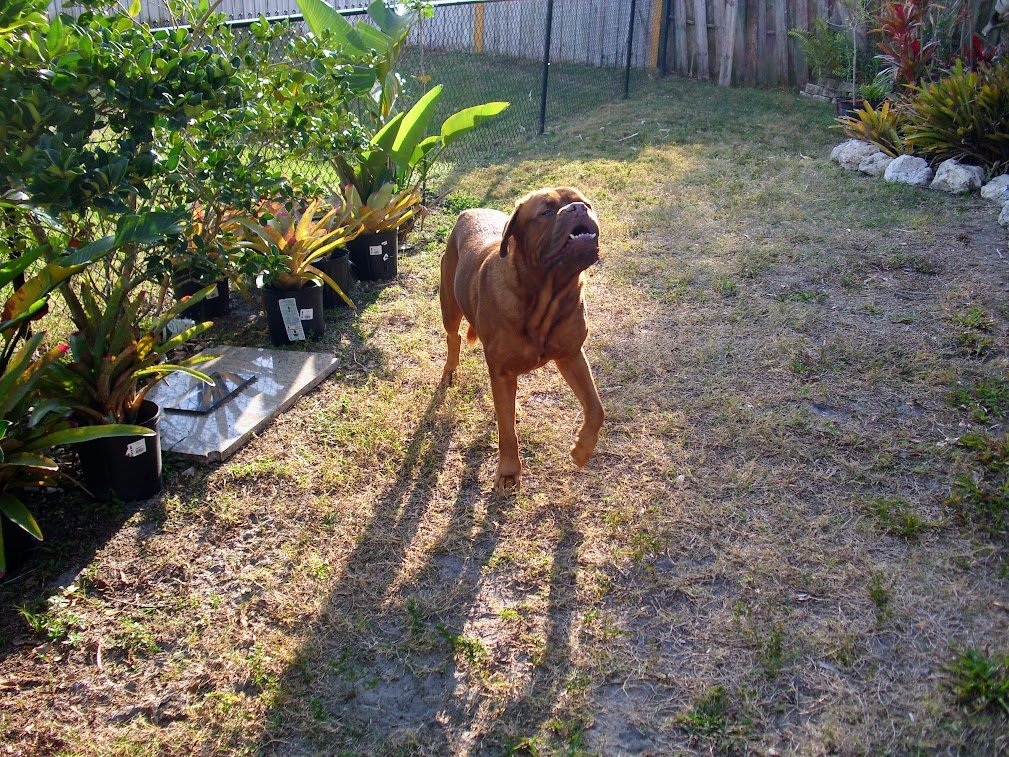 LEXI THE DOGUE tweet media