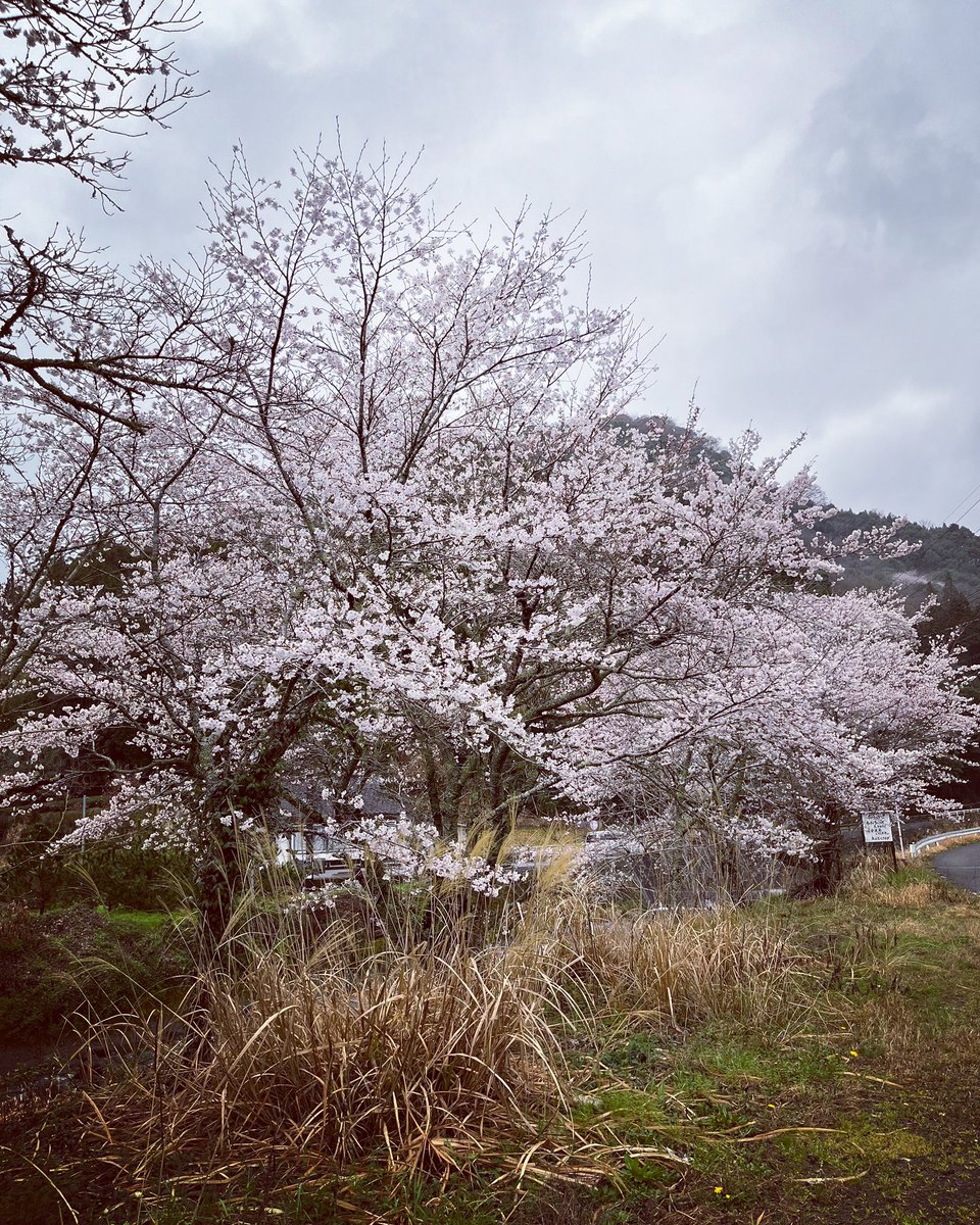 令和5年のサクラ咲く🌸