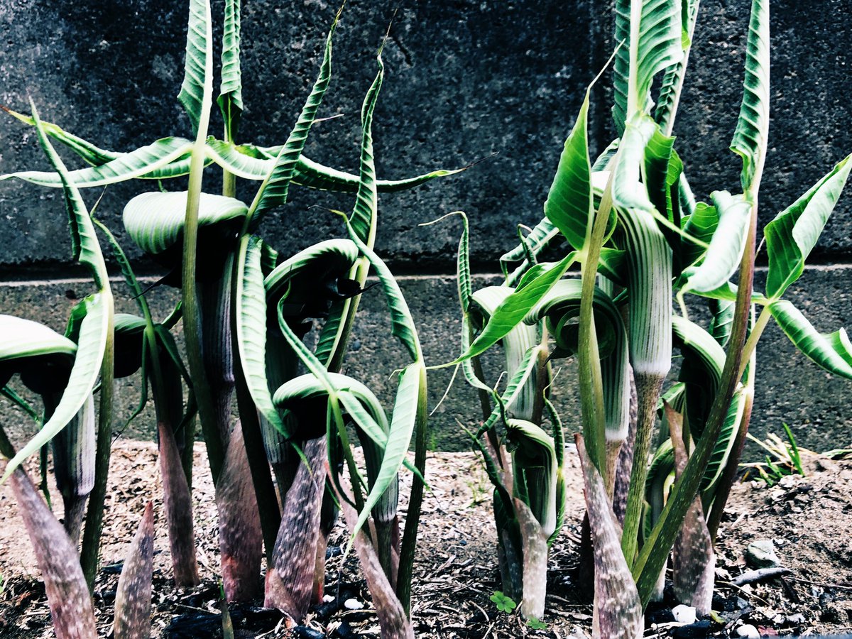 p_pxxx's tweet photo. PpxResort 2、3は昨日📷
行者にんにく 今年も生えてきました🌱 #PpxVegetable https://t.co/bnifvbjwRk
