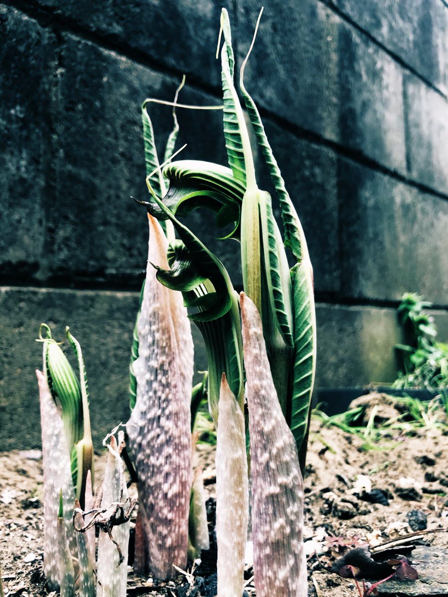 p_pxxx's tweet photo. PpxResort 2、3は昨日📷
行者にんにく 今年も生えてきました🌱 #PpxVegetable https://t.co/bnifvbjwRk