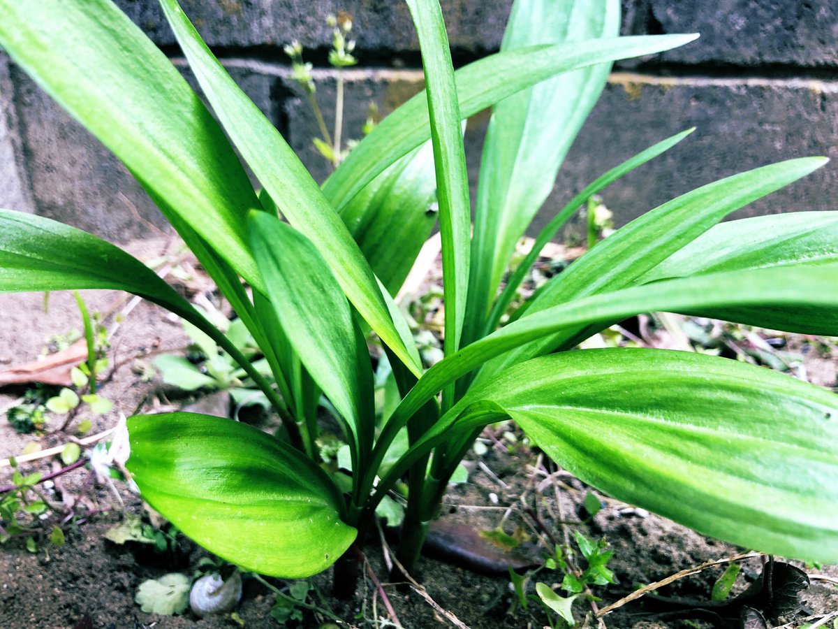 p_pxxx's tweet photo. PpxResort 2、3は昨日📷
行者にんにく 今年も生えてきました🌱 #PpxVegetable https://t.co/bnifvbjwRk
