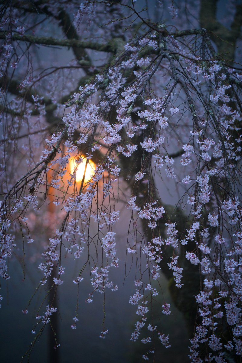 雨降る早朝、街灯がいいアクセントになった😊

#Nikoncreator
#桜　
#RainyDay