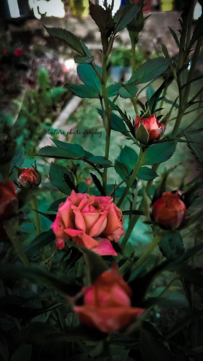 Ibavanessa1's tweet photo. #rose #flowerphotography #Flowers https://t.co/nKIcdgFn2Z