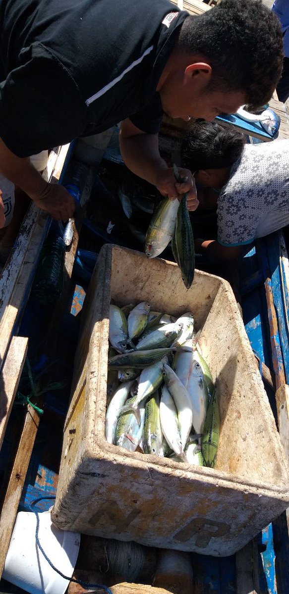 mama_zakiyah's tweet photo. Selasa (14/3/23) Mama Zakiyah Luhkan Kab.Manggarai Timur pendataan produksi tangkap KUB Kerapu Macan Desa Bamo Kecamatan Kota Komba Komba, ikan kembung sebanyak 3 box (40 kg/box) dengan harga 500.000/box
#GiatLuhkanSatminkalGONDOL #matim #luhlapor @RISET_GONDOL https://t.co/jPIQEnQYLL