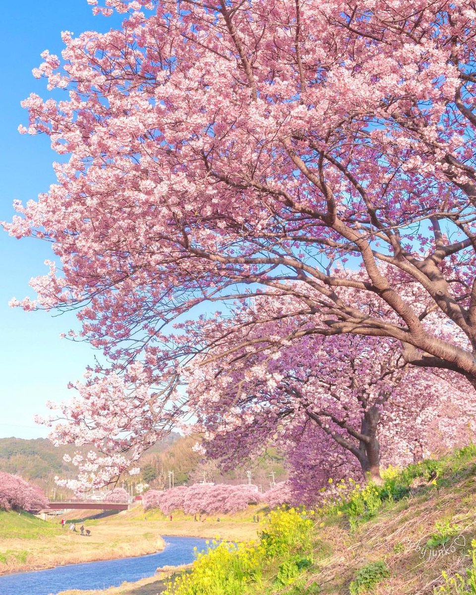 ratihputri2001's tweet photo. 2月～3月に『みなみの桜と菜の花まつり』が開催され、青野川両岸4.2kmに渡り、約800本の桜並木が楽しめます
ソメイヨシノもありますが、メインとなる桜は、濃いピンク色の『河津桜』
河津桜のピンクの色合いや青空のコントラストの美しさに見惚れてしまいます

📍#みなみの桜と菜の花まつり / #静岡県 https://t.co/G1pkhgl0K5