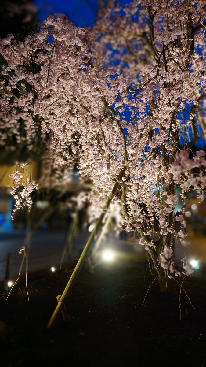 Symbol2021drive's tweet photo. 夜桜2022🌸

#Symbol桜NFT2023 
#Symbol  #NFT https://t.co/g6qooFrvfF