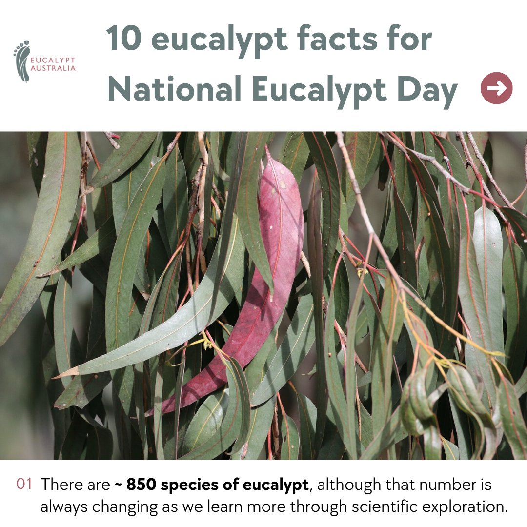 Eucalypt Australia - Archived tweet media